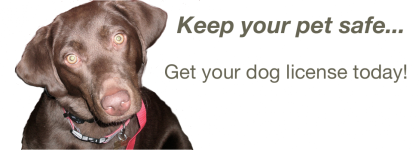 Keep your pet safe... Get your dog license today!